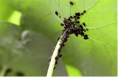 Eine Ansammlung kleiner schwarzer Insekten, möglicherweise Blattläuse, hat sich auf dem Stiel eines breiten grünen Blattes versammelt