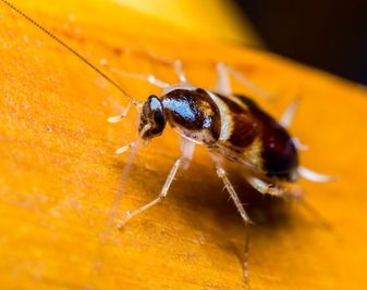 Nahaufnahme einer braunen Kakerlake auf einer Holzoberfläche. Der glänzende Körper und die Fühler des Insekts sind deutlich zu erkennen