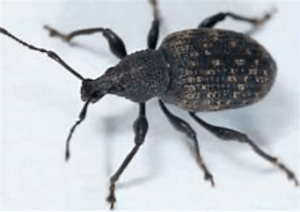 Nahaufnahme eines schwarzen Rindenrüsslers vor hellem Hintergrund. Der strukturierte Körper, der lange Rüssel und die gegliederten Beine des Insekts sind deutlich zu erkennen