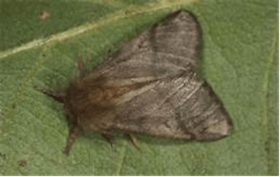 Ein brauner Falter ruht auf einem grünen Blatt und zeigt dabei seine strukturierten Flügel und seinen flaumigen Körper