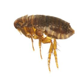 Nahaufnahme einer braunen Flöhe vor weißem Hintergrund. Der segmentierte Körper der Flöhe und ihre langen Beine mit winzigen Borsten sind deutlich zu erkennen