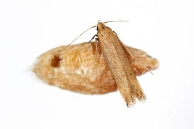 Ein kleiner brauner Falter mit langen Fühlern ruht auf einer weißen Fläche in der Nähe einer geöffneten, kokonartigen Struktur.