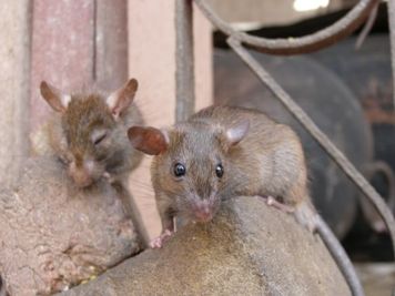 Zwei Wanderratten sitzen auf Felsen, die eine ist wachsam, die andere ruht sich mit geschlossenen Augen aus