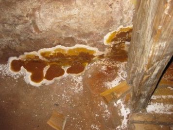 Brauner und weißer Schimmelbewuchs an einem feuchten Holzbalken und einer Wandecke