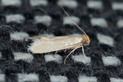 Ein kleiner, hellbrauner Falter mit zarten Flügeln ruht auf einem schwarz-weißen Gewebe