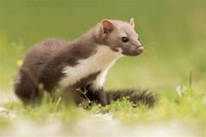 Ein kleines, braun-weißes, wieselartiges Tier steht auf dem Gras und blickt aufmerksam umher
