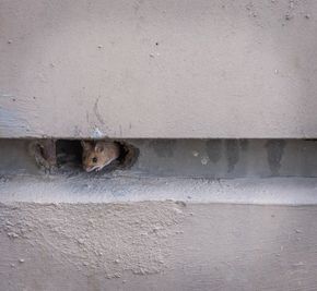 Eine kleine Maus späht aus einem runden Loch in einer grauen Betonwand hervor
