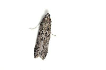 Ein brauner Falter mit aufwendigen Mustern auf den Flügeln ruht auf einem schlichten weißen Hintergrund