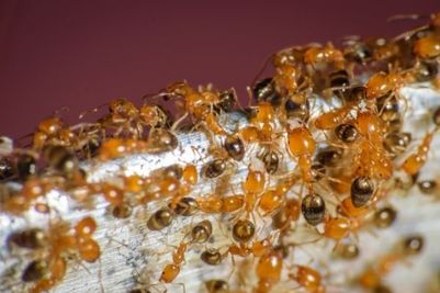 Nahaufnahme eines Schwarms winziger orangefarbener Ameisen auf einer metallischen Oberfläche. Die Ameisen drängen sich dicht aneinander und lassen vor einem unscharfen Hintergrund komplexe Strukturen und Farben erkennen