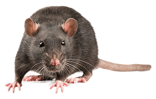 Eine Nahaufnahme einer schwarzen Ratte mit neugierigem Gesichtsausdruck, rosa Ohren und Schnurrhaaren