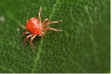 Eine leuchtend rote Spinnmilbe krabbelt über ein strukturiertes grünes Blatt, wodurch ihre geringe Größe und ihre leuchtende Farbe besonders hervortreten