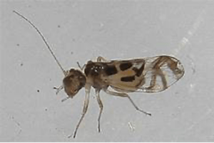 Nahaufnahme eines kleinen Insekts mit durchsichtigen Flügeln und braunen Flecken vor einem schlichten, hellen Hintergrund