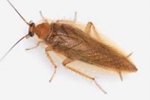 Eine Nahaufnahme einer kleinen, braunen Kakerlake vor weißem Hintergrund. Die Fühler und Flügel des Insekts sind zu sehen, wodurch seine feinen Merkmale deutlich hervortreten