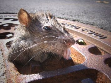 Eine nasse Ratte mit sichtbaren Schnurrhaaren sitzt in einem rostigen Kanaldeckel auf der Straße fest