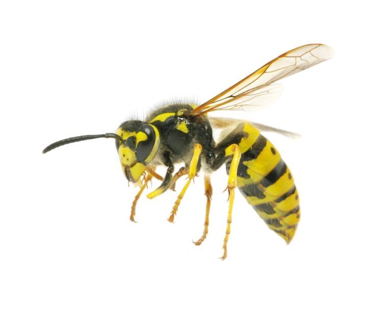 Eine gelb-schwarz gestreifte Wespe mit durchsichtigen Flügeln fliegt vor einem weißen Hintergrund und zeigt dabei ihre leuchtenden Farben und detaillierten Körpermerkmale