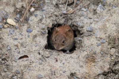 Eine kleine braune Maus späht aus einem Erdloch im Boden hervor, umgeben von Kies und Zweigen