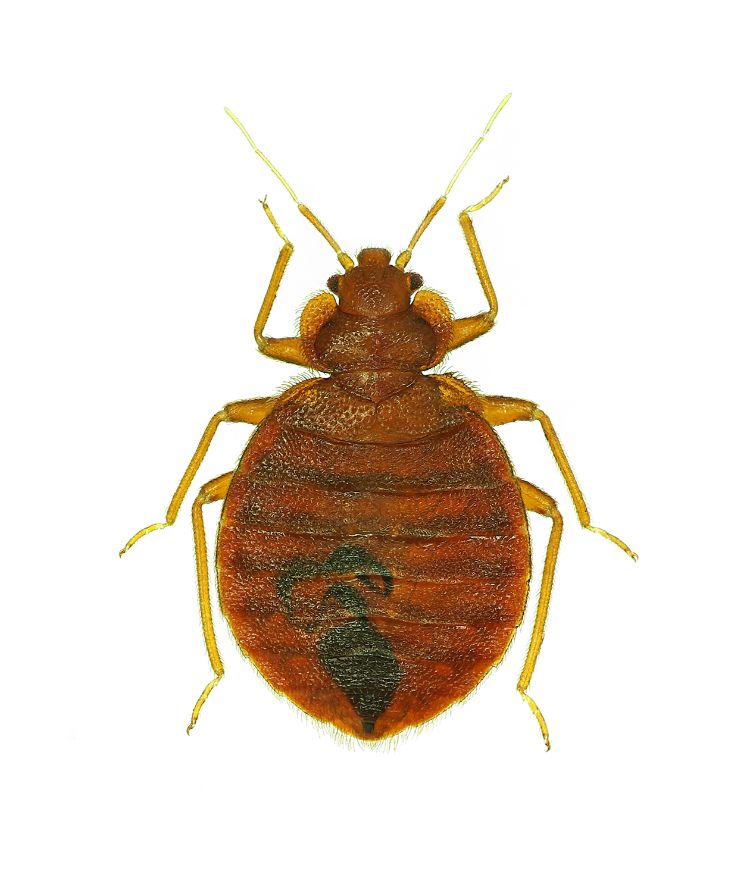 Bettwanze