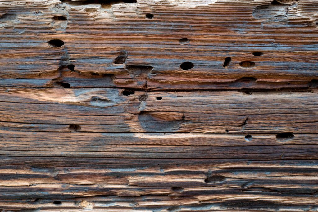 Holzwurm bekämpfen