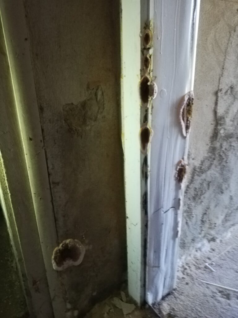Hausschwamm bekämpfen