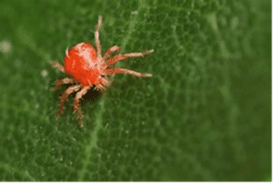 Rote Spinnmilbe Min