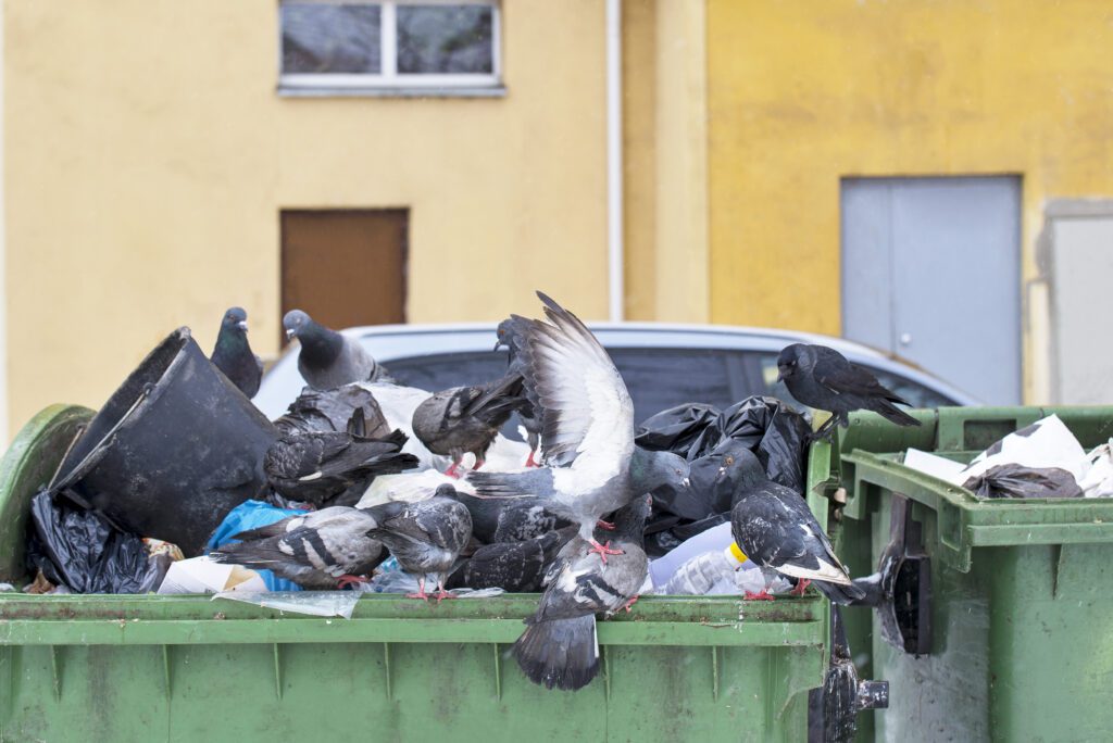 Pigeons In Trash Container